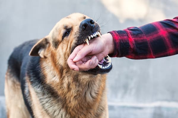 Dog Bite Attorney